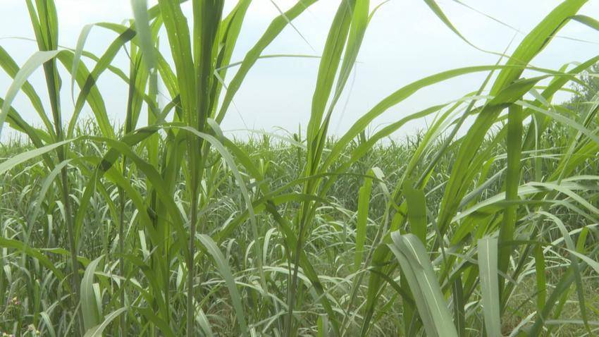 湖北石首：蘆葦變廢為寶，紙廠生產總值將突破110億