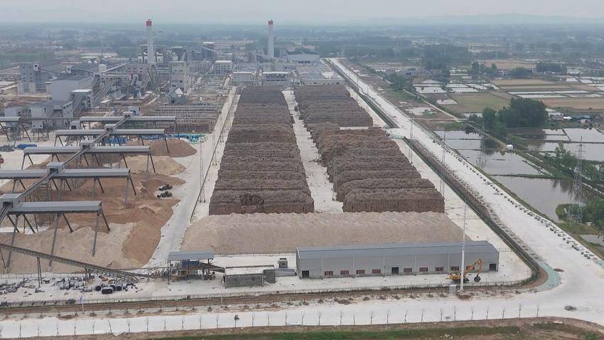 湖北石首：蘆葦變廢為寶，紙廠生產總值將突破110億